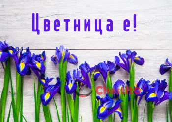 Картичка за Цветница  лилави цветя на дървен фон 
