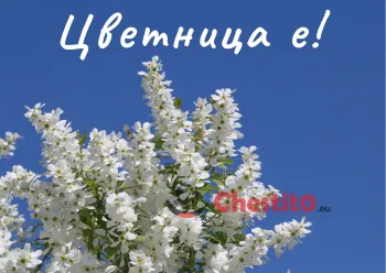 Картичка за Цветница  бяло цвете на днвена светлина 