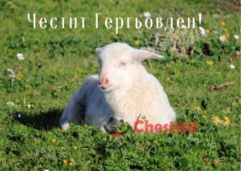Картички за гергьовден агне на зелена поляна 