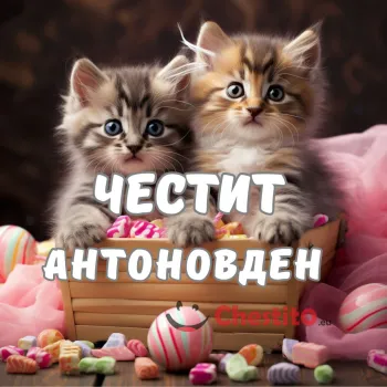 Картичка за Антоновден с котки